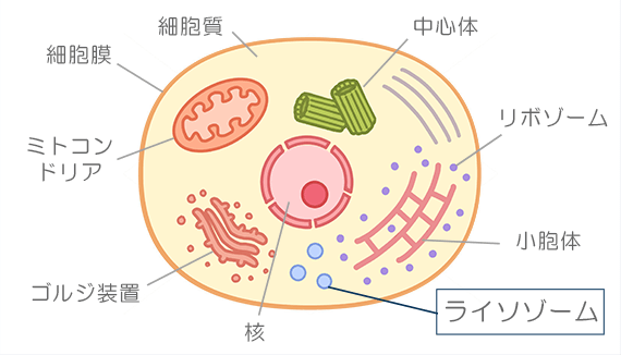 ライソゾーム
