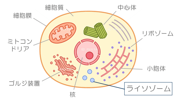 ライソゾーム